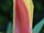 Tulipa fosteriana 'Reginald Dixon' tulipán 'Reginald Dixon'