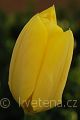 Tulipa fosteriana 'Yellow Emperor' tulipán  Fosterův 'Yellow Emperor'
