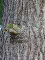 Pinus strobus - borovice vejmutovka - kůra - 6.9.2003 - Lednice (BV) - zámecký park