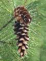 Pinus strobus - borovice vejmutovka - plod - 6.9.2003 - Lednice (BV) - zámecký park