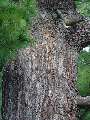 Pinus strobus - borovice vejmutovka - kmen - 6.9.2003 - Lednice (BV) - zámecký park