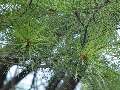 Pinus strobus - borovice vejmutovka - větev - 6.9.2003 - Lednice (BV) - zámecký park