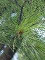 Pinus strobus - borovice vejmutovka - list - 6.9.2003 - Lednice (BV) - zámecký park