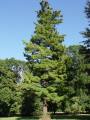 Pinus strobus - borovice vejmutovka - celá rostlina - 18.9.2004 - Lednice (BV) - zámecký park