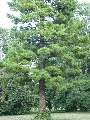Pinus strobus - borovice vejmutovka - celá rostlina - 6.9.2003 - Lednice (BV) - zámecký park