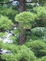 Pinus strobus - borovice vejmutovka - kmen - 6.9.2003 - Lednice (BV) - zámecký park
