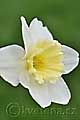 Narcissus Ice Follies - narcis Ice Follies - květ - 3.4.2011 - Lanžhot (BV) - soukromá zahrada