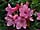 Rhododendron hirsutum pěnišník chlupatý