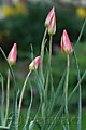 Tulipa clusiana - tulipán - celá rostlina - 12.4.2007 - Lanžhot (BV) - soukromá zahrada