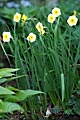 Narcissus Sundisc - narcis Sundisc - celá rostlina - 28.4.2008 - Lanžhot (BV) - soukromá zahrada
