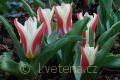 Tulipa kaufmanniana Johann Strauss - tulipán Kaufmannův  Johann Strauss - celá rostlina - 18.3.2007 - Lanžhot (BV) - soukromá zahrada