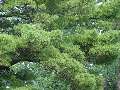 Pinus strobus borovice vejmutovka