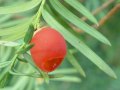 Taxus baccata tis červený