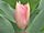 Tulipa greigi 'S-Bonus' tulipán Greigův 'S-Bonus'