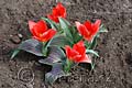 Tulipa greigi Sparkling Fire - tulipán Greigův Sparkling Fire - celá rostlina - 6.4.2008 - Lanžhot (BV) - soukromá zahrada