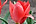 Tulipa greigi 'Sparkling Fire' tulipán Greigův 'Sparkling Fire'