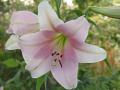 Lilium sargentiae lilie