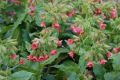 Pulmonaria rubra Bowles Red - plicník Bowles Red - květ - 17.3.2007 - Lanžhot (BV) - soukromá zahrada