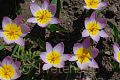 Tulipa bakeri Lilac Wonder - tulipán Lilac Wonder - celá rostlina - 15.4.2007 - Lanžhot (BV) - soukromá zahrada