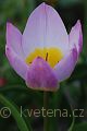 Tulipa bakeri Lilac Wonder - tulipán Lilac Wonder - květ - 14.4.2007 - Lanžhot (BV) - soukromá zahrada