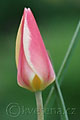 Tulipa clusiana - tulipán - květ - 12.4.2007 - Lanžhot (BV) - soukromá zahrada