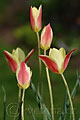 Tulipa clusiana - tulipán - celá rostlina - 13.4.2007 - Lanžhot (BV) - soukromá zahrada