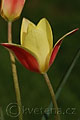 Tulipa clusiana - tulipán - květ - 13.4.2007 - Lanžhot (BV) - soukromá zahrada