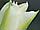 Tulipa 'Greenspot' tulipán 'Greenspot'