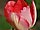 Tulipa 'Judith Leyster' tulipán 'Judith Leyster'