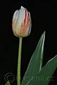 Tulipa World Expression - tulipán World Expression - celá rostlina - 20.4.2008 - Lanžhot (BV) - soukromá zahrada