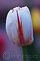 Tulipa World Expression - tulipán World Expression - květ - 20.4.2008 - Lanžhot (BV) - soukromá zahrada