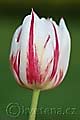 Tulipa World Expression - tulipán World Expression - květ - 24.4.2010 - Lanžhot (BV) - soukromá zahrada