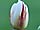 Tulipa 'World Expression' tulipán 'World Expression'
