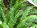 Phyllitis scolopendrium - jazyk jelení - celá rostlina - 7.8.2005 - Lanžhot (BV) - soukromá zahrada