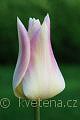 Tulipa 'Elegant Lady' tulipán 'Elegant Lady'