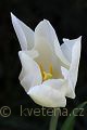 Tulipa 'White Triumphator' tulipán 'White Triumphator'