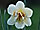 Narcissus 'Flower Drift' narcis 'Flower Drift'