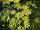 Acer circinatum javor okrouhlolistý