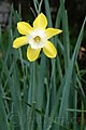 Narcissus Dicksickel - narcis Dicksickel - celá rostlina - 28.4.2008 - Lanžhot (BV) - soukromá zahrada