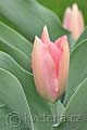 Tulipa greigi S-Bonus - tulipán Greigův S-Bonus - celá rostlina - 11.4.2011 - Lanžhot (BV) - soukromá zahrada