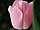 Tulipa 'Apricot Beauty' tulipán 'Apricot Beauty'
