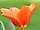 Tulipa kaufmanniana 'Love Song' tulipán Kaufmanův 'Love Song'
