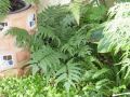 Cyrtomium falcatum -  - celá rostlina - 7.8.2005 - Lanžhot (BV) - soukromá zahrada