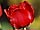 Tulipa 'Calibra' tulipán 'Calibra'