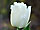 Tulipa 'Honey Moon' tulipán 'Honey Moon'