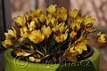 Crocus chrysanthus Gipsy Girl - šafrán Gipsy Girl - celá rostlina - 2.3.2008 - Lanžhot (BV) - soukromá zahrada