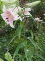 Lilium sargentiae - lilie - celá rostlina - 11.7.2006 - Lanžhot (BV) - soukromá zahrada