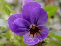 Viola ×cornuta 'Twix®F1 Blue with Eye' violka ×cornuta 'Twix®F1 Blue with Eye'