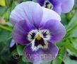 Viola ×cornuta 'Twix®F1 Marina' violka ×cornuta 'Twix®F1 Marina'
