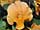Viola ×cornuta 'Twix®F1 Orange' violka ×cornuta 'Twix®F1 Orange'